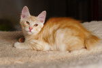 Un magnifique Bobtail des Kouriles roux aux yeux orange