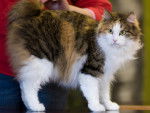 Photo Bobtail des Kouriles
