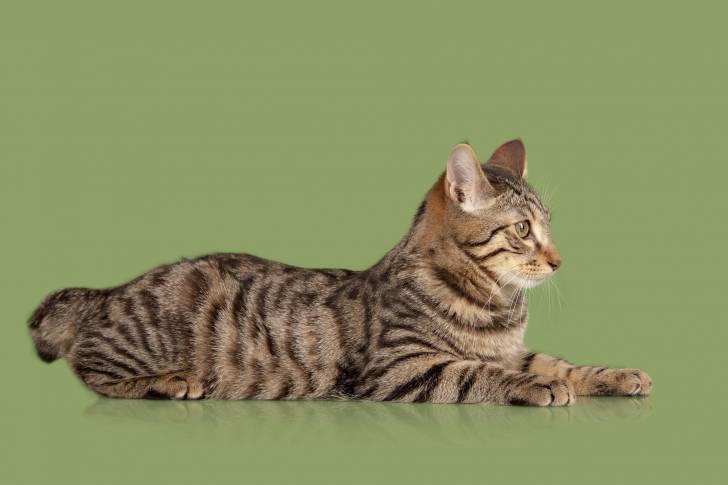 Photo Bobtail des Kouriles