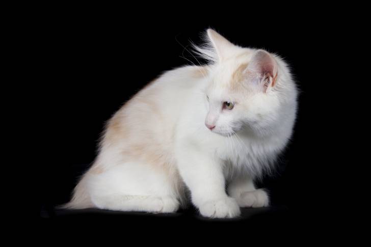 Photo Bobtail des Kouriles