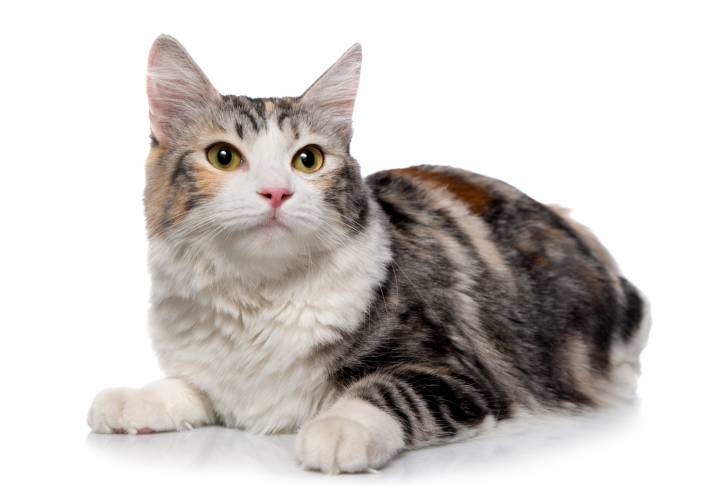 Photo Bobtail des Kouriles