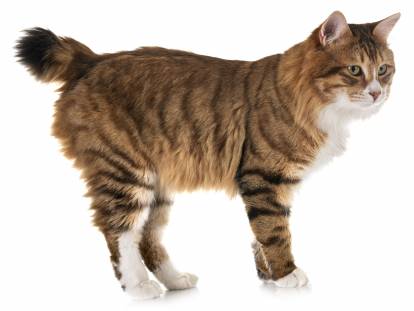 Bobtail des Kouriles
