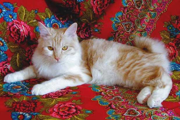 Un Bobtail des Kouriles blanc et roux sur un drap avec des fleurs