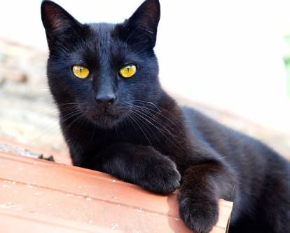 Un Bombay aux yeux jaune vif allongé sur un toit