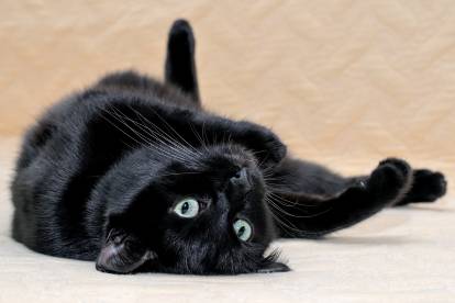 7 idées reçues sur les chats noirs !