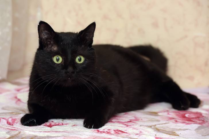 Un Bombay allongé sur un lit