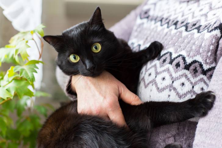 Un Bombay dans les bras de sa propriétaire