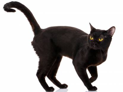 Un chat Bombay aux yeux jaunes sur un fond blanc