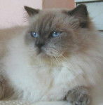 British Longhair - British Longhair