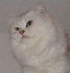 British Longhair - British Longhair