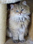Persan - British Longhair