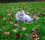 Angeline - British Longhair