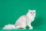 Photo British Longhair