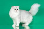 Photo British Longhair