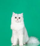 Photo British Longhair