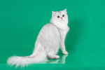 Photo British Longhair