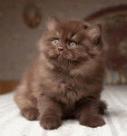 Photo British Longhair
