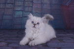 Photo British Longhair