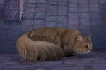 Photo British Longhair