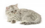 Photo British Longhair