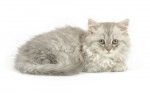 Photo British Longhair