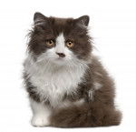 Photo British Longhair