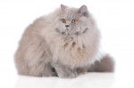 Photo British Longhair