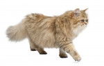 Photo British Longhair