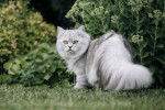 Photo British Longhair
