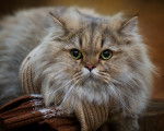 Photo British Longhair