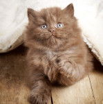 Photo British Longhair