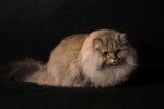 Photo British Longhair