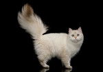 Un British Longhair colourpoint