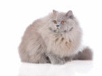 Un British Shorthair gris assis sur un fond blanc