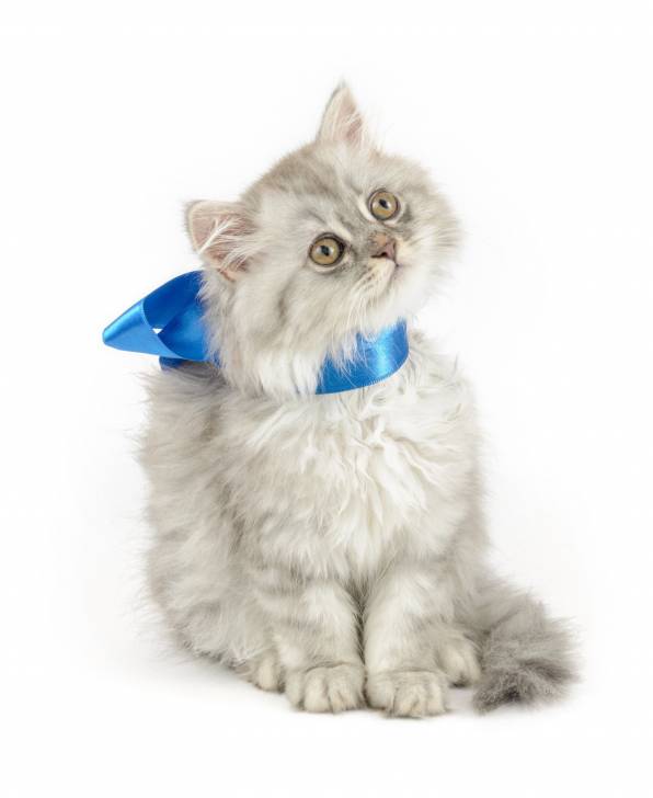 Photo British Longhair