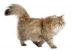 Photo British Longhair