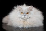 Un British Longhair gris aux yeux oranges sur un fond noir