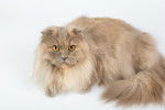 Photo British Longhair