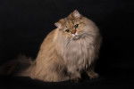 Photo British Longhair