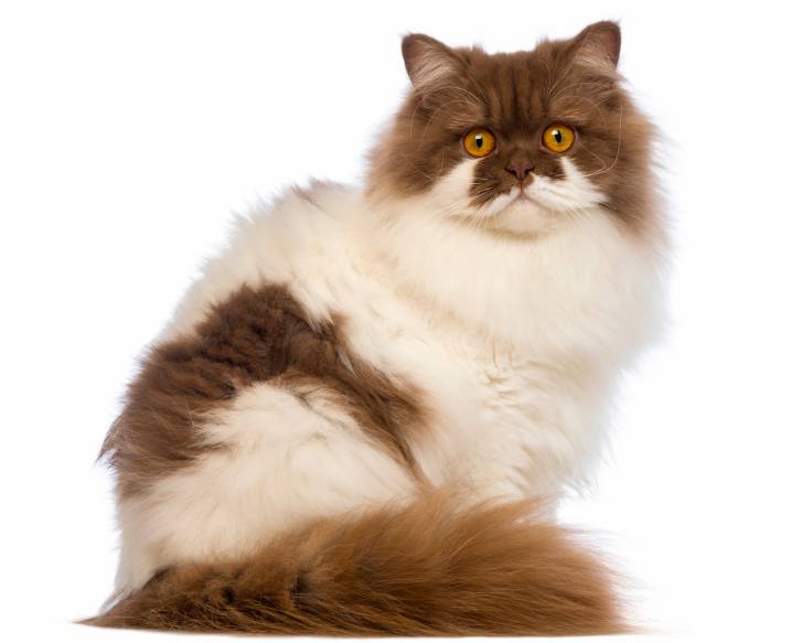 Photo British Longhair