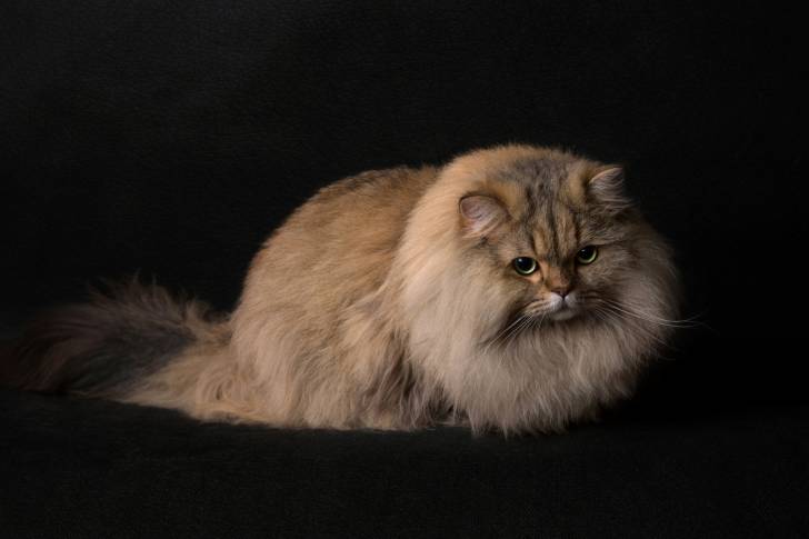Photo British Longhair