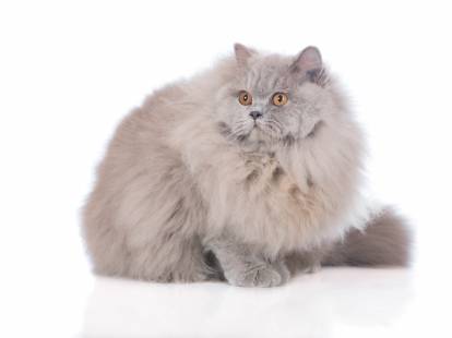 Un British Shorthair gris assis sur un fond blanc
