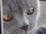 IRIIIS! - British Shorthair (2 ans)