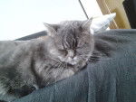 louna - British Shorthair