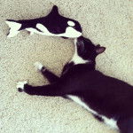 Stripe - British Shorthair Mâle (6 ans)