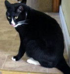 Stripe - British Shorthair Mâle (10 ans)