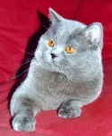 British Shorthair - British Shorthair
