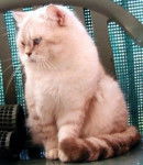 British Shorthair - British Shorthair