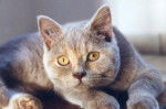 British Shorthair - British Shorthair