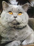 British Shorthair - British Shorthair